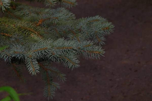 Junge Grüne Zweige Eines Weihnachtsbaums Garten — Stockfoto