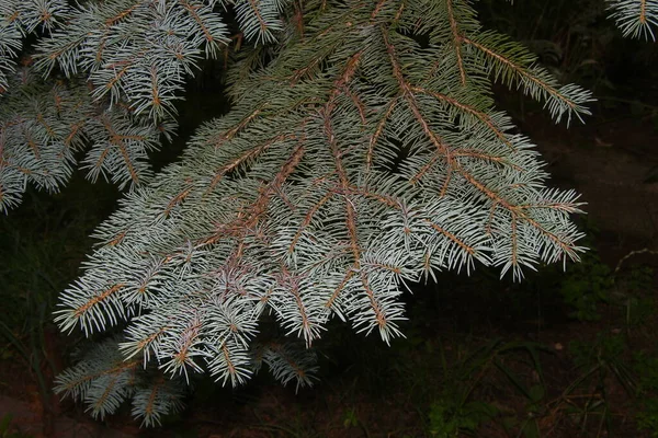 Bahçedeki Noel Ağacının Genç Yeşil Dalları — Stok fotoğraf