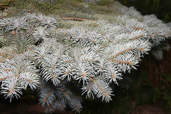 Junge Grüne Zweige Eines Weihnachtsbaums Garten — Stockfoto