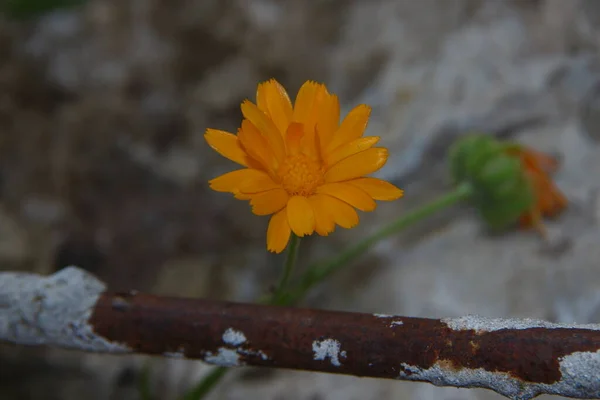 庭の花びらに水が落ちる小さな黄色の花 — ストック写真