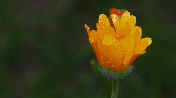 Μικρό Κίτρινο Λουλούδι Σταγόνες Νερού Στα Πέταλα Του Κήπου — Φωτογραφία Αρχείου