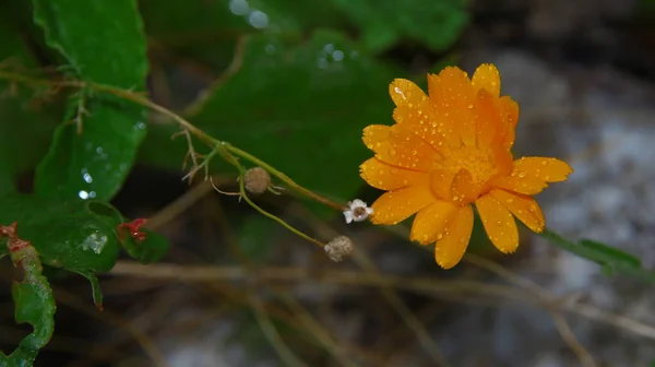 Petite Fleur Jaune Avec Des Gouttes Eau Sur Les Pétales — Photo