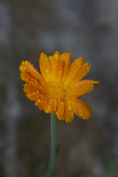 Pequena Flor Amarela Com Gotas Água Nas Pétalas Jardim — Fotografia de Stock