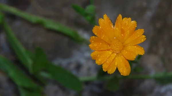 Piccolo Fiore Giallo Con Gocce Acqua Sui Petali Giardino — Foto Stock