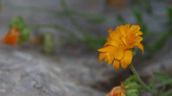 Pequeña Flor Amarilla Con Gotas Agua Sobre Los Pétalos Jardín —  Fotos de Stock