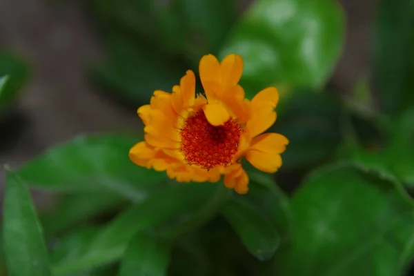庭の花びらに水が落ちる小さな黄色の花 — ストック写真