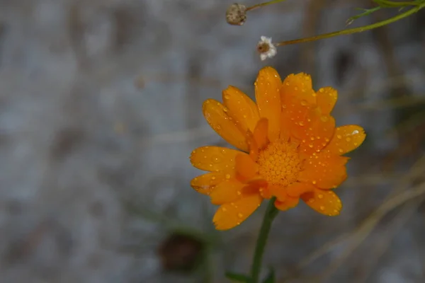 Pequeña Flor Amarilla Con Gotas Agua Sobre Los Pétalos Jardín —  Fotos de Stock