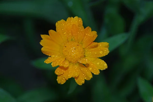 Pequena Flor Amarela Com Gotas Água Nas Pétalas Jardim — Fotografia de Stock