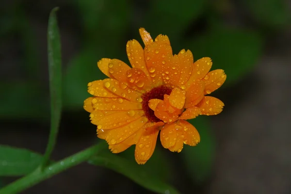 Mały Żółty Kwiat Kroplami Wody Płatkach Ogrodzie — Zdjęcie stockowe