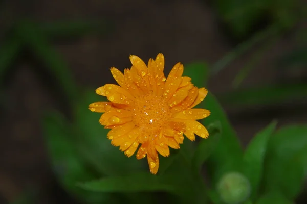 Pequeña Flor Amarilla Con Gotas Agua Sobre Los Pétalos Jardín —  Fotos de Stock