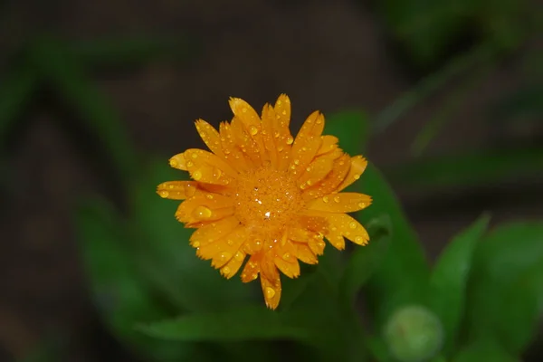 Kleine Gelbe Blume Mit Wassertropfen Auf Den Blütenblättern Garten — Stockfoto