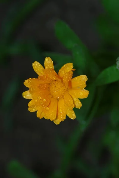 Pequena Flor Amarela Com Gotas Água Nas Pétalas Jardim — Fotografia de Stock