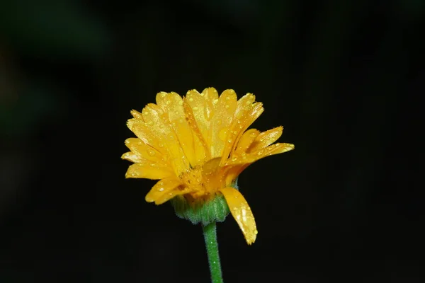 Malá Žlutá Květinka Kapkami Vody Okvětních Lístcích Zahradě — Stock fotografie
