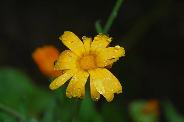 Kis Sárga Virág Vízcseppekkel Kerti Szirmokon — Stock Fotó