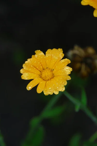Маленька Жовта Квітка Краплями Води Пелюстках Саду — стокове фото