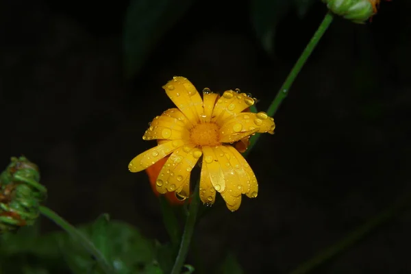 Маленька Жовта Квітка Краплями Води Пелюстках Саду — стокове фото