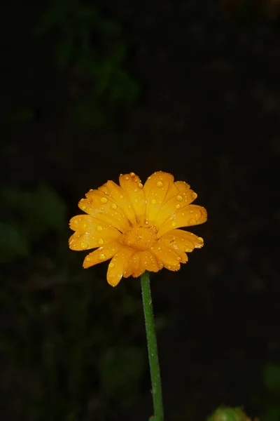 Malá Žlutá Květinka Kapkami Vody Okvětních Lístcích Zahradě — Stock fotografie