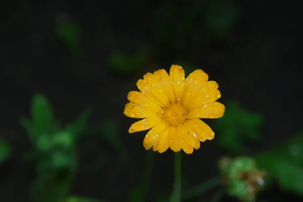 Kleine Gele Bloem Met Waterdruppels Bloemblaadjes Tuin — Stockfoto