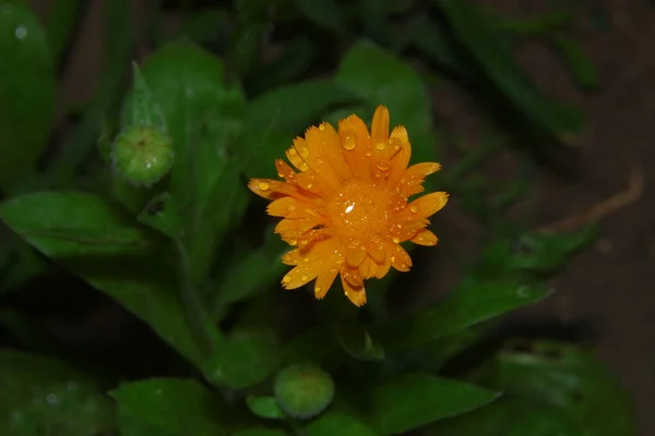 Pequena Flor Amarela Com Gotas Água Nas Pétalas Jardim — Fotografia de Stock