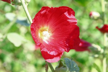 Red flower petals on a background of green grass near the road