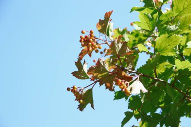 Red-green berries of viburnum on a bush in the garden