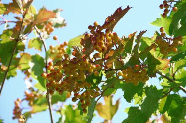 Red-green berries of viburnum on a bush in the garden