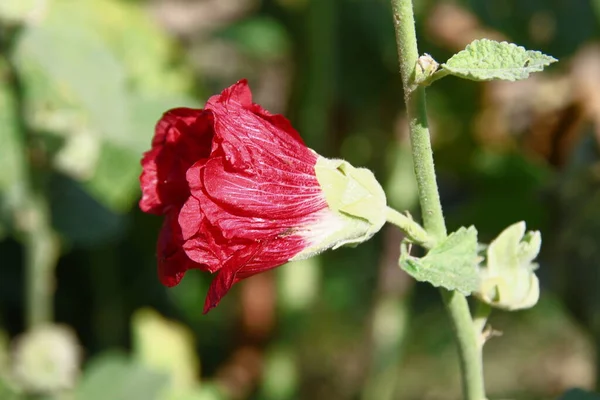 Red Flower Petals Background Green Grass Road — Fotografia de Stock