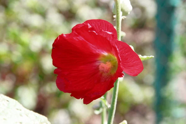 Red Flower Petals Background Green Grass Road — Stock Fotó