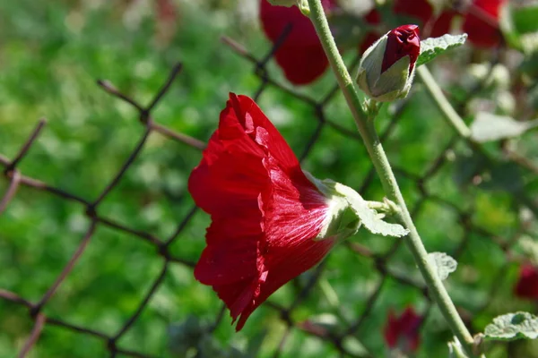 Red Flower Petals Background Green Grass Road — Stockfoto