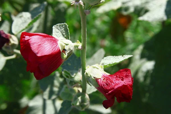 Red Flower Petals Background Green Grass Road — Stock Fotó