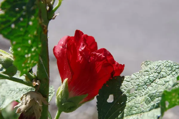 Red Flower Petals Background Green Grass Road — Fotografia de Stock