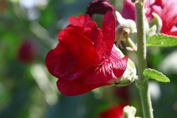 Red Flower Petals Background Green Grass Road — Stockfoto