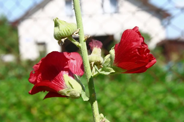 Red Flower Petals Background Green Grass Road — ストック写真