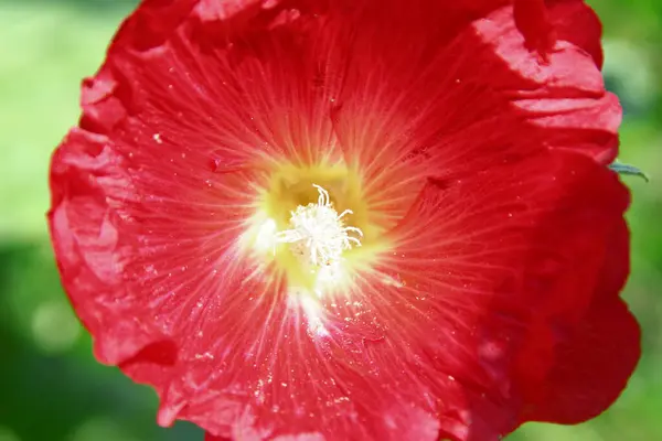 Пелюстки Червоної Квітки Фоні Зеленої Трави Біля Дороги — стокове фото