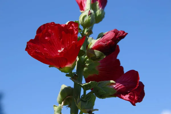 Red Flower Petals Background Green Grass Road — ストック写真