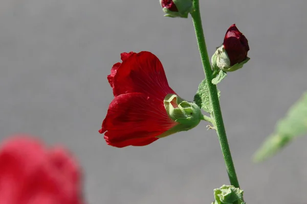 Red Flower Petals Background Green Grass Road — ストック写真