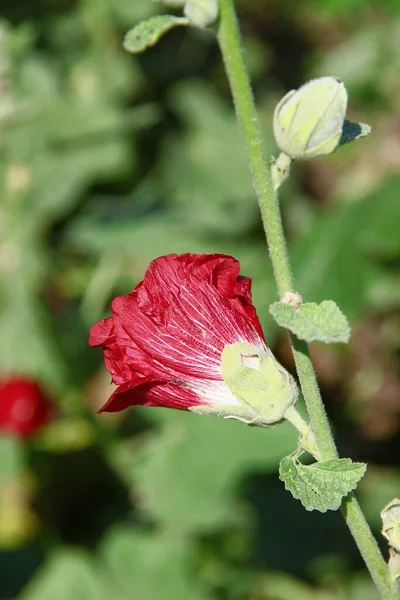 Red Flower Petals Background Green Grass Road — ストック写真