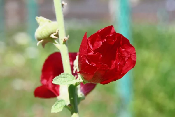 Red Flower Petals Background Green Grass Road — Φωτογραφία Αρχείου