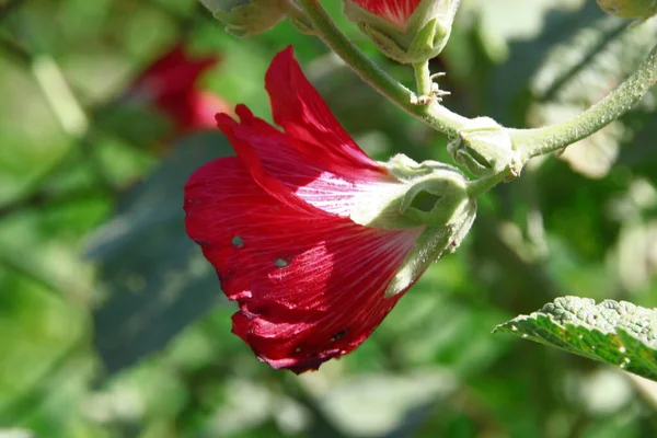 Red Flower Petals Background Green Grass Road — Φωτογραφία Αρχείου