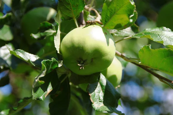 Little Green Apples Green Leaves Apple Tree Garden — Zdjęcie stockowe