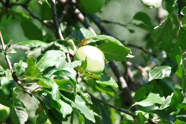 Little Green Apples Green Leaves Apple Tree Garden — Stockfoto