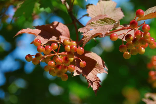 Rot Grüne Viburnum Beeren Auf Einem Strauch Garten — Stockfoto