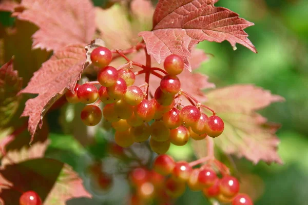 Red Green Berries Viburnum Bush Garden — Foto de Stock