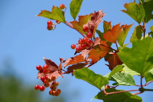 Red Green Berries Viburnum Bush Garden — Φωτογραφία Αρχείου