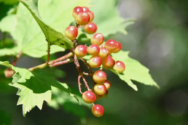 Rot Grüne Viburnum Beeren Auf Einem Strauch Garten — Stockfoto