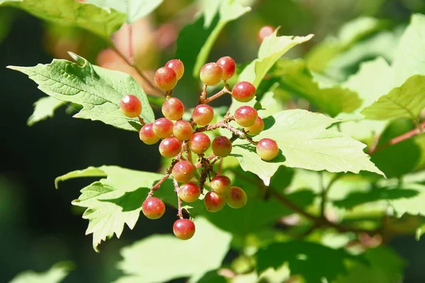 Red Green Berries Viburnum Bush Garden — Fotografia de Stock