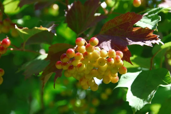 Red Green Berries Viburnum Bush Garden — Fotografia de Stock