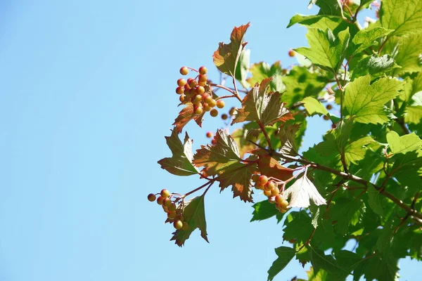 Red Green Berries Viburnum Bush Garden — 图库照片