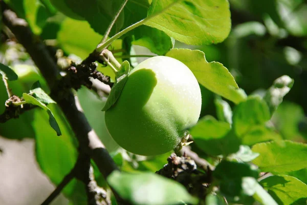 Little Green Apples Green Leaves Apple Tree Garden — Zdjęcie stockowe