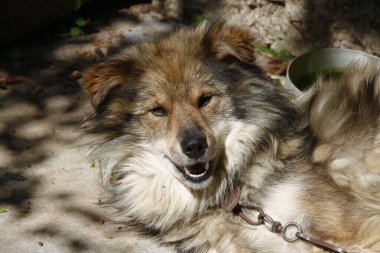 Köpek gölgede çünkü çok seksi.